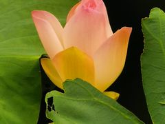 -后襄河公园