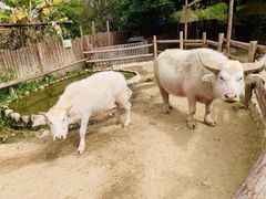 -泉州海丝野生动物世界