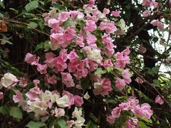 -深圳国际园林花卉博览园