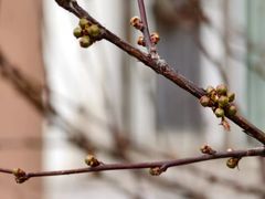 -黑龙江省森林植物园