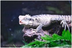 -Zoolung Zoolung动物主题公园(海信广场店)