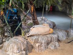 -海合安武汉极地海洋公园