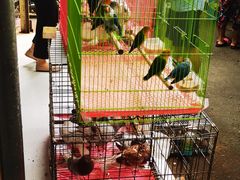 -桂林市花鸟市场