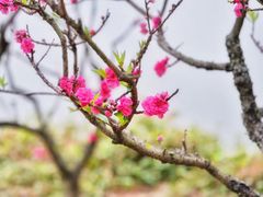 -南国桃园旅游度假区