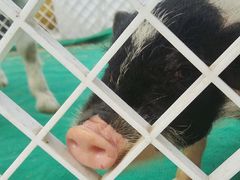 -华中科技大学光谷体育馆