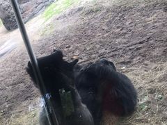 -奥兰多迪士尼动物王国乐园