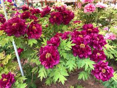 景点-洛阳国花园