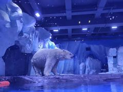 -上海海昌海洋公园-冰山北极馆