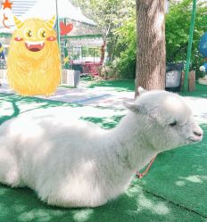 -萌宠亲子动物乐园(槐房万达店)