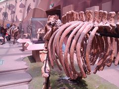 -陕西自然博物馆