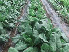 -上海多利农业发展有限公司