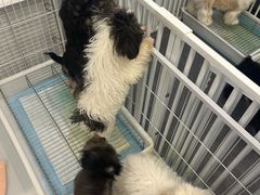 -有喵·猫咖·狗咖·30几只猫10只小狗(岗厦店)