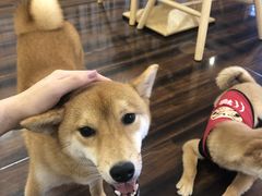 -豆柴町-柴犬主题狗咖(红鼎国际C座店)