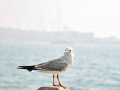-栈桥景区