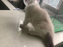 -总动员动物医院(宝丰院店)