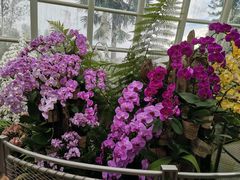 -新加坡植物园