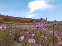 -MOJO密室逃脱(中街旗舰店)