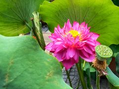 -莲花池公园