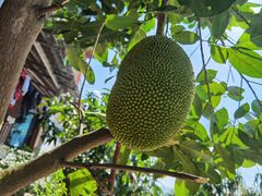 -西双版纳傣族园