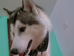 -Husky Go! 哈士奇体验馆·宠物咖啡厅狗咖
