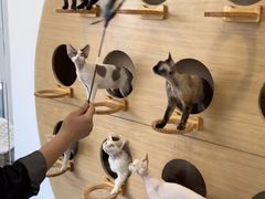 -山宅一喵德文卷毛猫舍