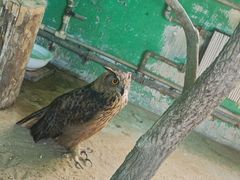 -西霞口神雕山野生动物世界