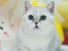 -车接车送·寄养洗护·德文猫舍(大宁店)