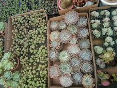 -龙大花卉苗木市场