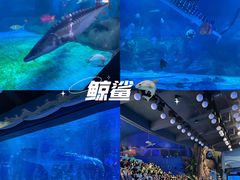 -烟台海昌鲸鲨海洋公园