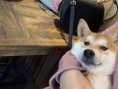 -柴源莊·柴小宠柴犬咖啡
