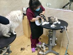 -美联众合动物医院·24h京西诊疗中心