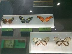 -上海昆虫博物馆