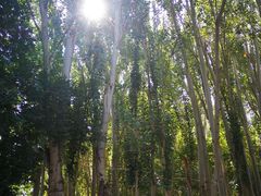 -艾提尕尔清真寺