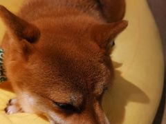 -逗柴咖啡屋·狗咖猫咖宠物桌游