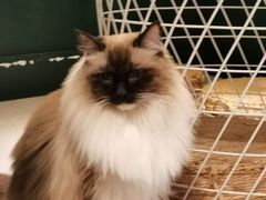 -猫儿山۰猫主题餐厅
