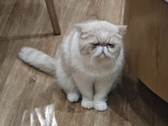 -滚猫咖啡·猫咖·猫友好撸猫(未来城店)
