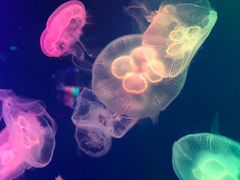 -成都浩海立方海洋公园