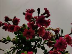 -七彩云南茶(七彩云南第壹城店)