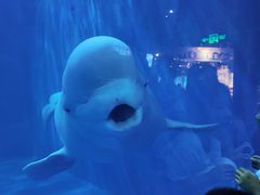 -多彩贵州城极地海洋世界