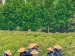 -野蔓果·山野菜(西湖景区·龙井茶田店)