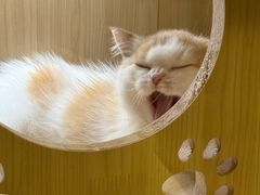 -momokira米努特·德文卷毛猫·棉花面纱犬