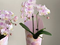 -番禺广场(市桥街道)