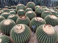 -深圳仙湖植物园