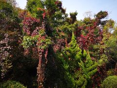 -金龙寺国家森林公园