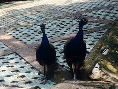 android_upload_pic-百鸟园