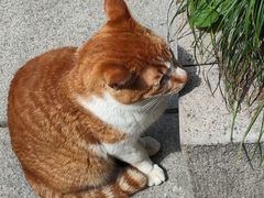 -龙华寺