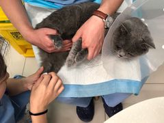 -纳吉亚猫专科动物医院博雅分院