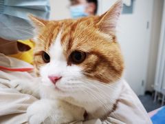 -美联众合爱康动物医院•复杂内科•肿瘤科•牙科•腔镜诊疗中心