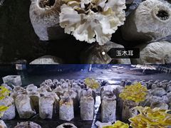 -仙蘑洞