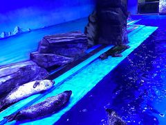 -上海海昌海洋公园-冰山北极馆